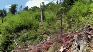 Romanians-protest-illegal-logging-forest-worker-murders