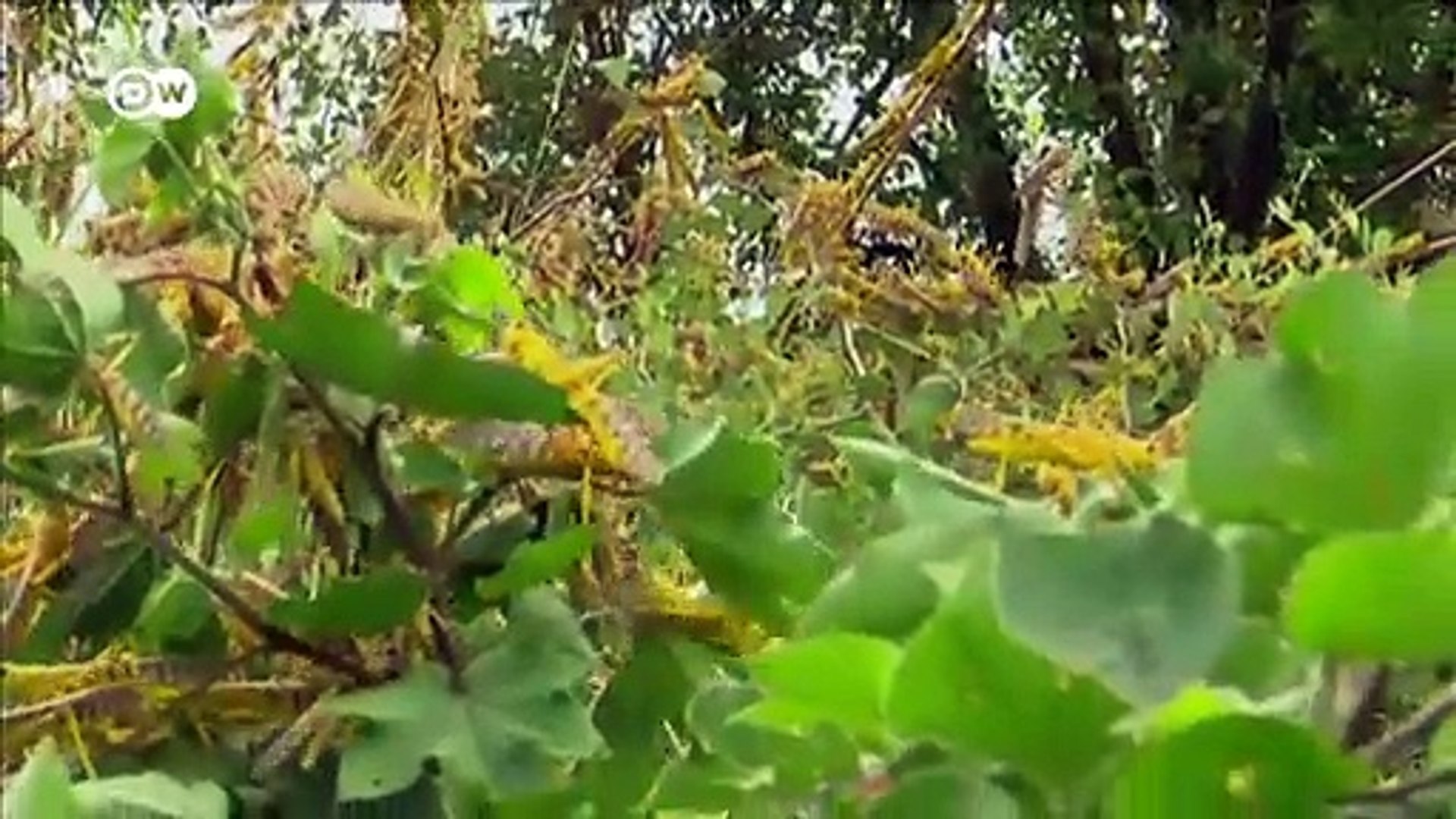 Moringa-in-Uganda