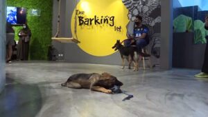 Saudi-Arabias-first-dog-cafe-delights-pet-lovers