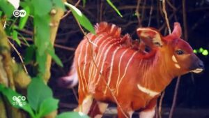 Saving-Kenyas-endangered-Mountain-Bongo-antelope
