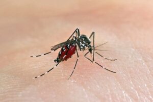Scientists-are-racing-to-eliminate-the-worlds-fastest-spreading-tropical-disease