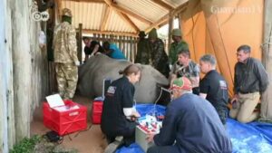 Scientists-fertilize-eggs-from-last-northern-white-rhinos
