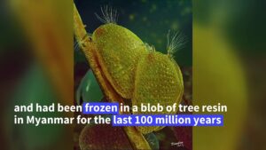 Scientists-find-worlds-oldest-sperm-in-Myanmar-amber