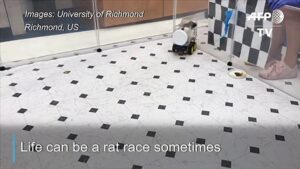 Scientists-successfully-train-rats-to-drive-tiny-cars