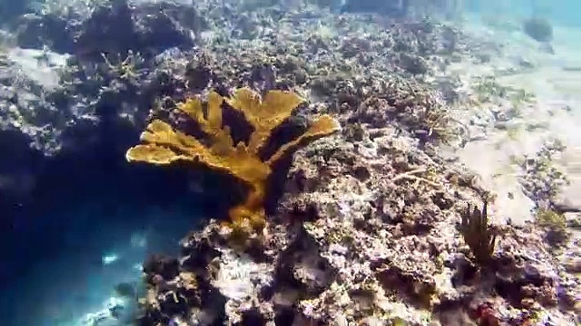 Scientists-warn-new-aggressive-seaweed-is-killing-Hawaiian-coral-reefs