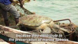 Sea-turtles-find-protection-from-Senegal-fishermen
