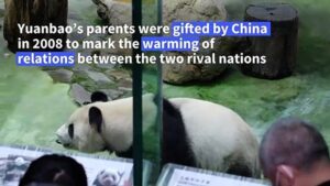 Second-Taiwan-born-panda-cub-makes-media-debut