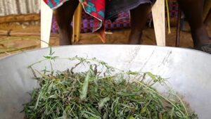 Senegals-remote-mangrove-villages-escape-cannabis-crackdown