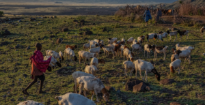Serengeti