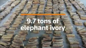 Singapore-seizes-record-volume-of-elephant-ivory