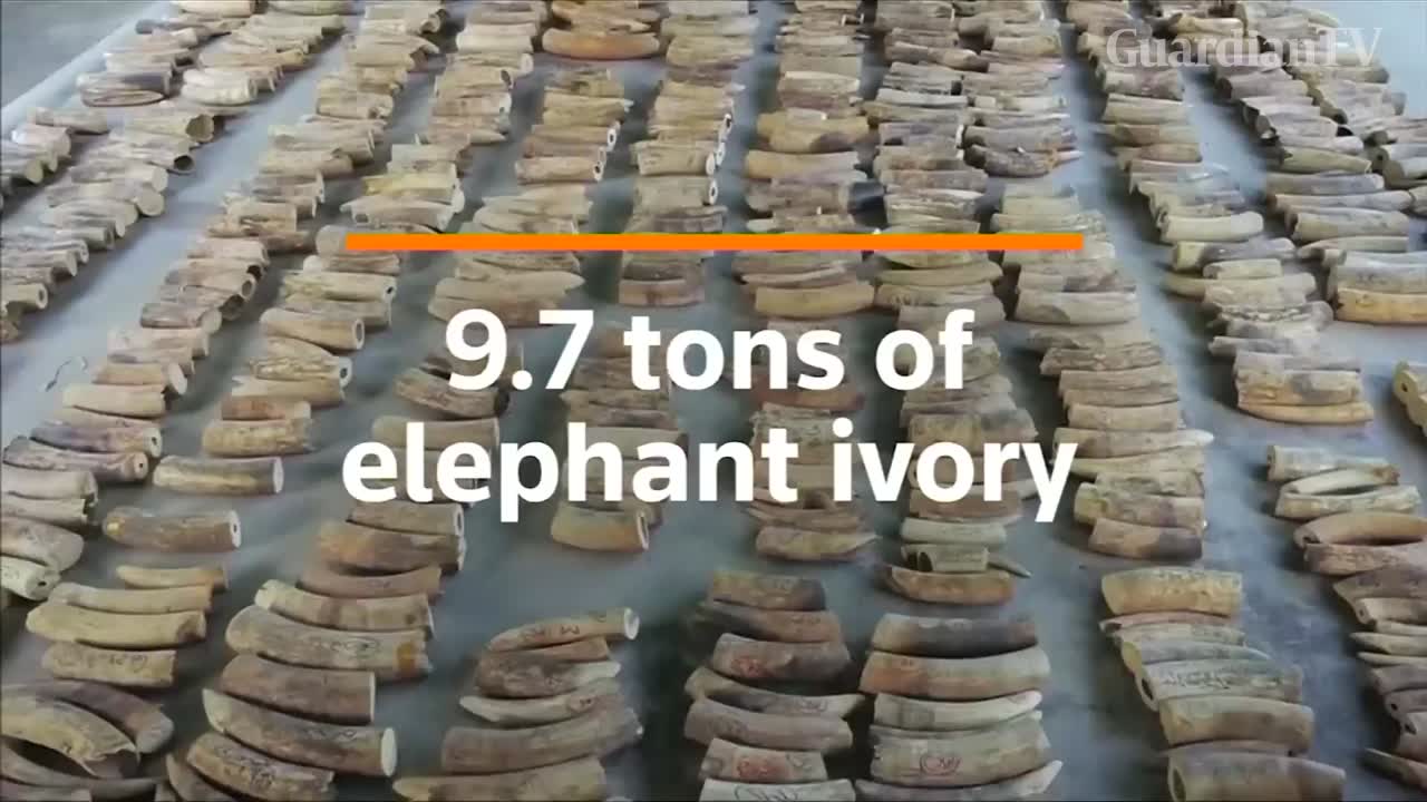 Singapore-seizes-record-volume-of-elephant-ivory