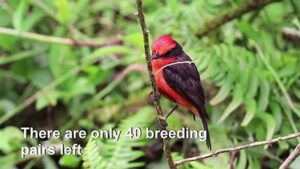Six-endangered-vermilion-flycatcher-birds-born-in-Ecuadors-Galapagos-1