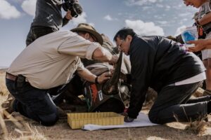 South African scientists inject radioactive matter into live rhino horns to fight poaching