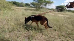 South-African-wildlife-tourism-industry-hit-hard-by-travel-ban