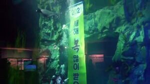 South-Korea-divers-swim-deep-for-some-New-Years-cheer