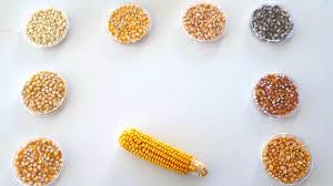 Sowing-seeds-of-security