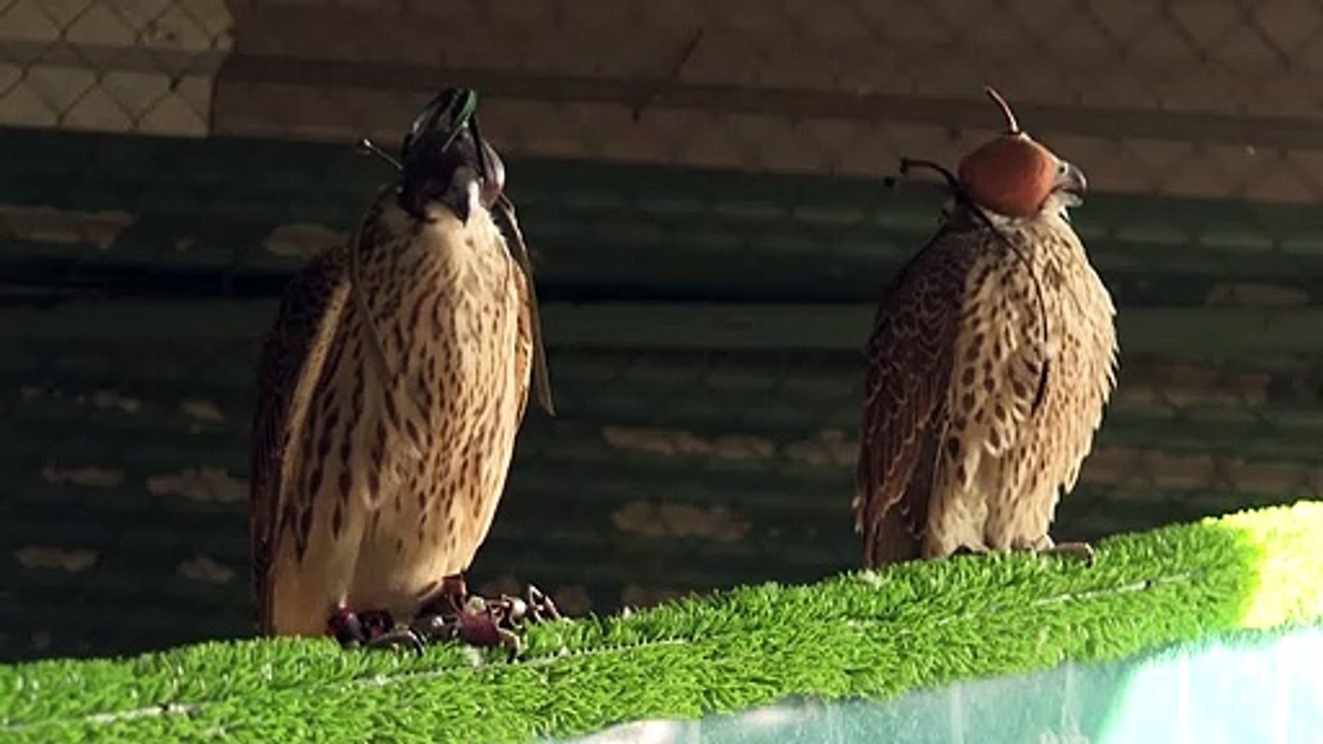 Spanish-falcons-feed-Arab-passion-for-raptor-hunting-1