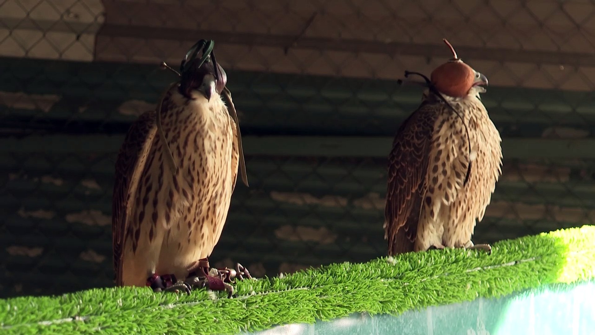 Spanish-falcons-feed-Arab-passion-for-raptor-hunting-2
