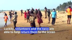 Sri-Lanka-rescues-120-whales-after-mass-beaching