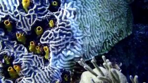 Strange-disease-threatens-Caribbean-coral-reef