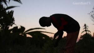 Swaziland-cannabis-farmers-fear-new-South-African-law