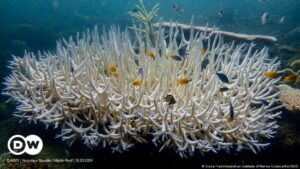 Tackling-coral-reef-damage-using-the-sounds-of-the-se