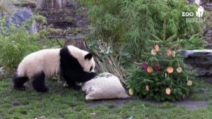 Tasty-treats-for-Berlins-zoo-animals-for-Christmas