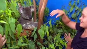 Tennis-star-Ashleigh-Barty-visits-koalas-injured-in-Australia-bushfires