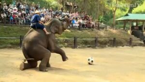 Thailand-The-problems-of-elephant-tourism
