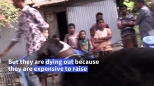 The-Bangladesh-hunting-hound-in-danger-of-extinction