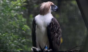 The-eagles-have-landed-Singapore-shows-off-rare-Philippine-raptors