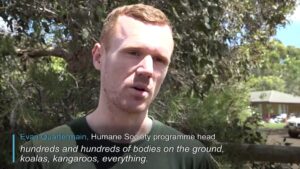 The-race-to-save-animals-on-Australias-fire-ravaged-wildlife-haven