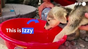 The-sad-and-happy-tails-of-stray-dogs-in-Qatar