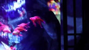 Thousands-of-goldfish-in-exhibition-at-Japans-Art-Aquarium