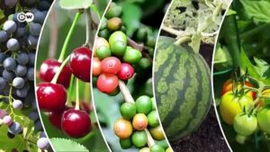 To-stop-an-insect-die-out-the-world-needs-pollinator-friendly-policies-scientist-warns