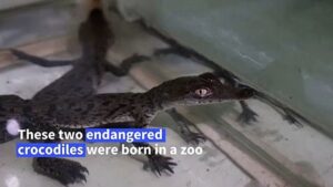 Two-endangered-crocodile-babies-born-in-Peruvian-zoo