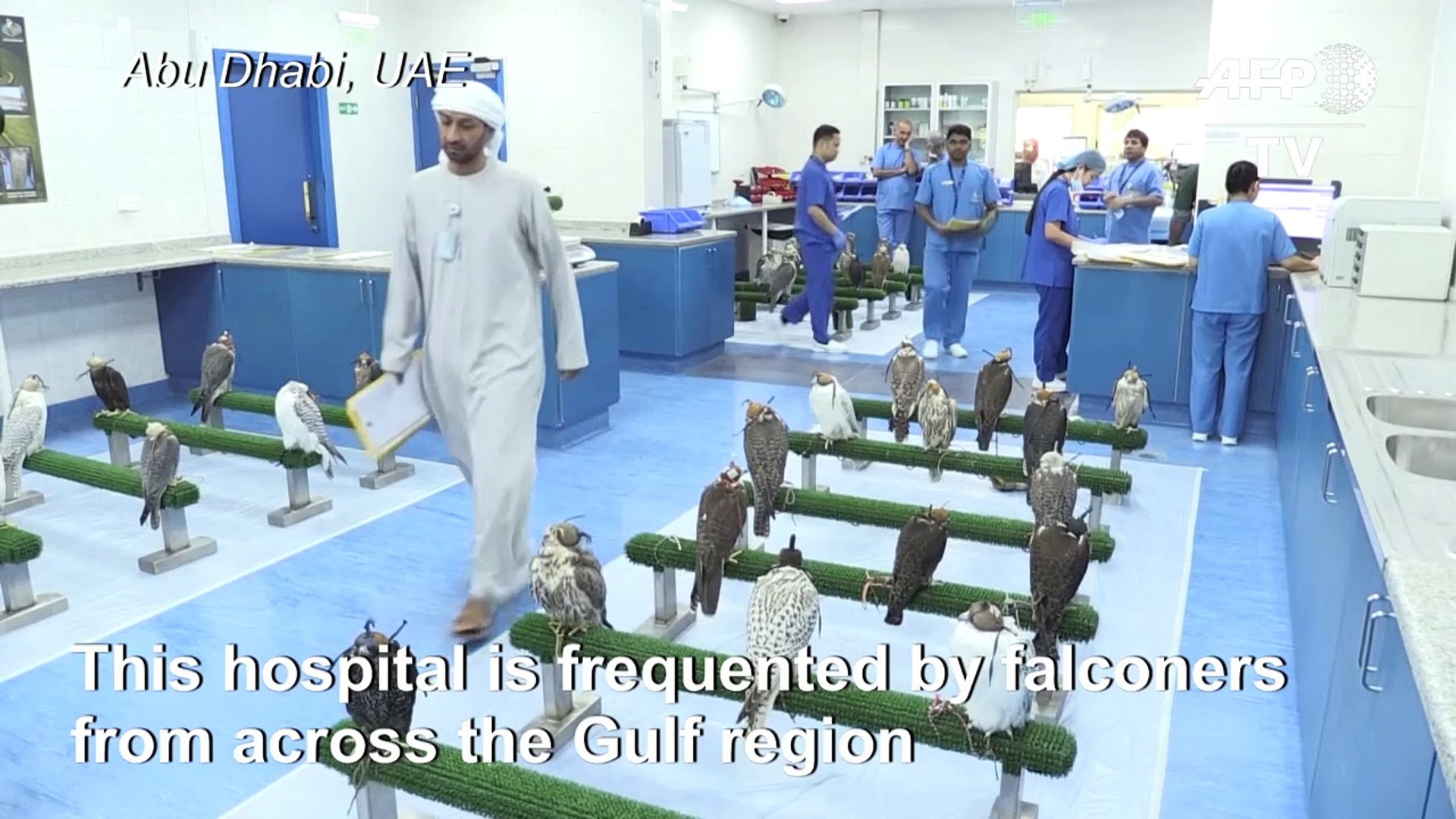 UAE-falcon-hospital-a-window-into-Emirati-tradition