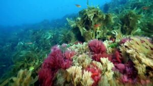 Seawolves-a-lifetime-dedicated-to-ocean-conservation