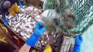 UK-fishermen-angling-for-big-catch-post-Brexit
