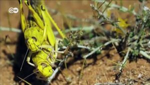 UN-sounds-alarm-as-locusts-spread-in-East-Africa