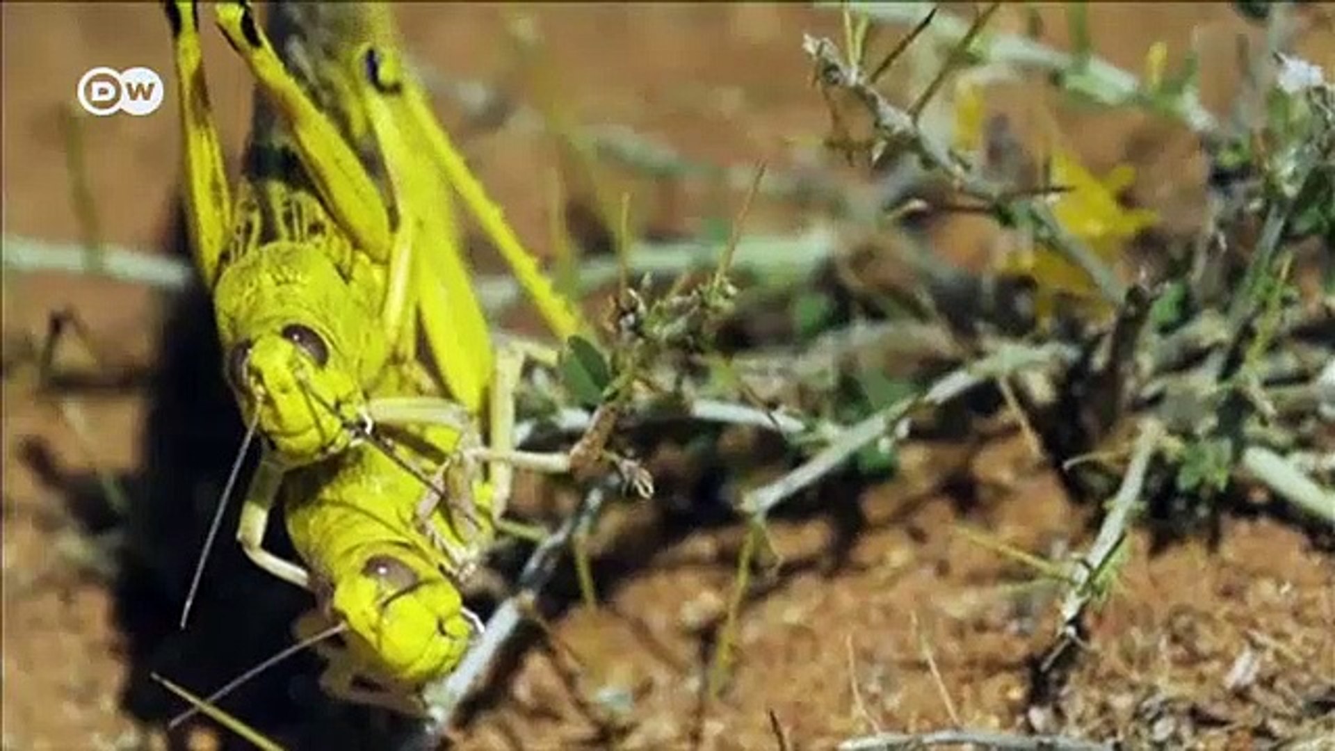UN-sounds-alarm-as-locusts-spread-in-East-Africa