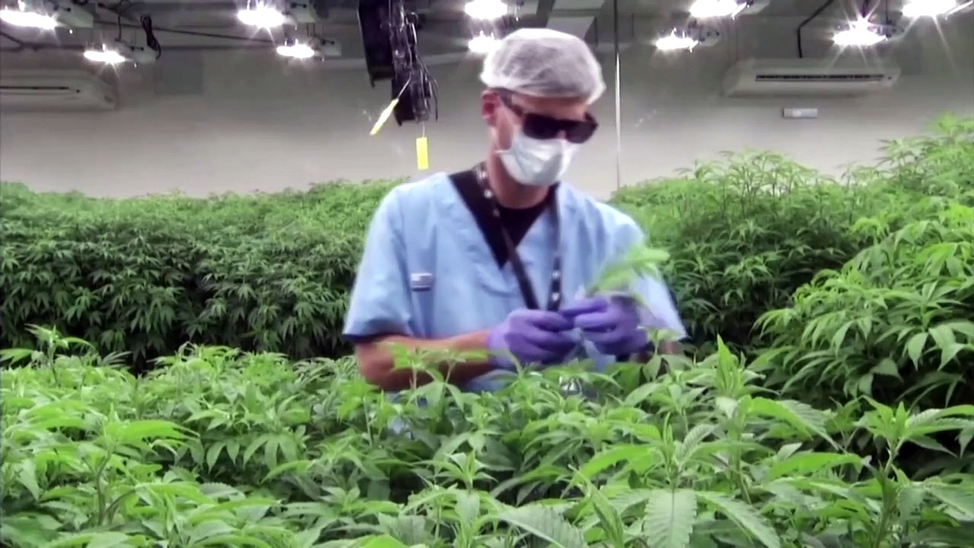 Uruguays-cannabis-growers-go-global