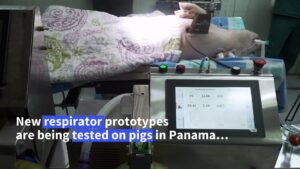Ventilator-prototypes-tested-on-pigs-to-help-fight-Covid-19-in-Panama