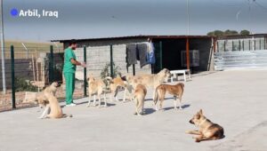 Volunteers-help-stray-dogs-at-a-shelter-in-Iraqs-Arbil