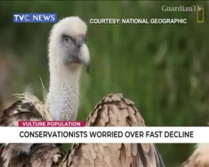 Vultures
