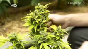 WEED