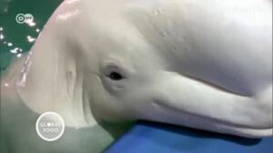 WHALE