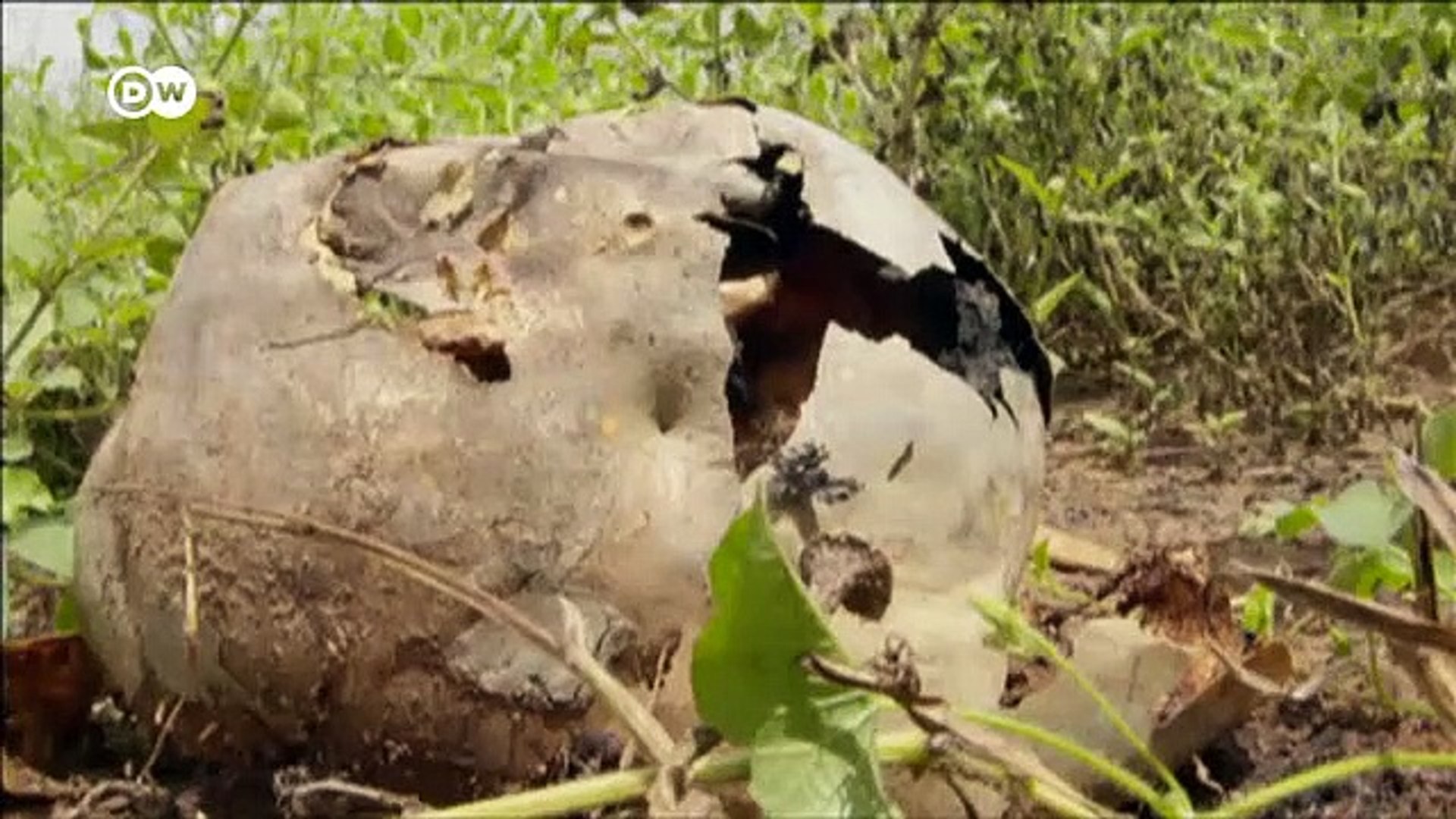 East-Africa-braces-for-more-locusts