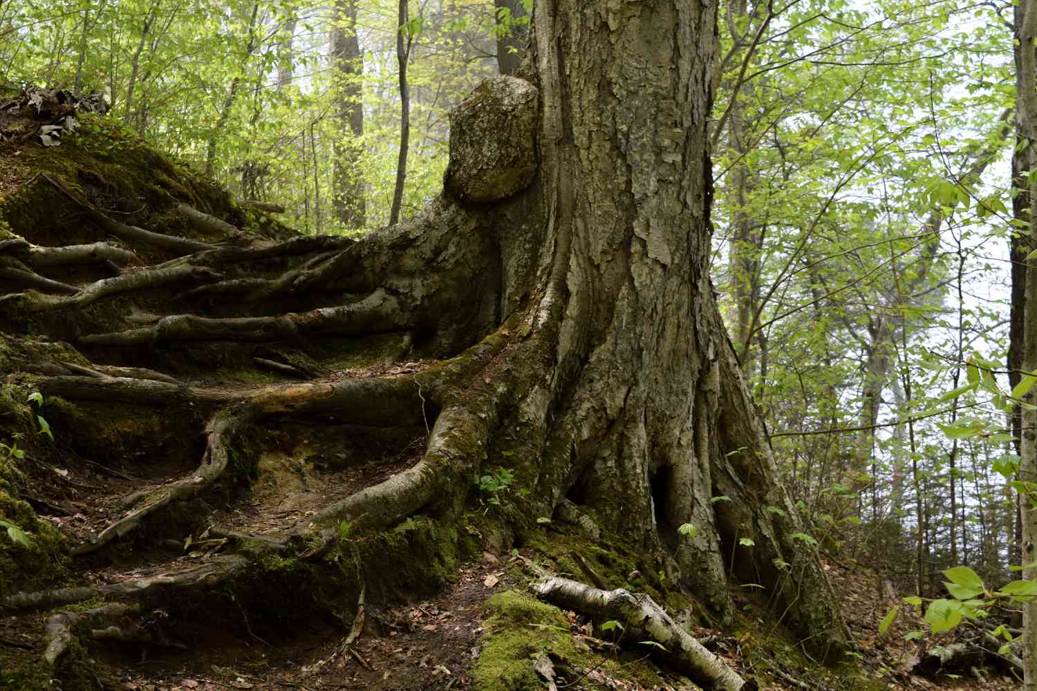 Why-are-forests-so-important