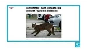 Wild-animals-reclaim-cities-deserted-by-coronavirus